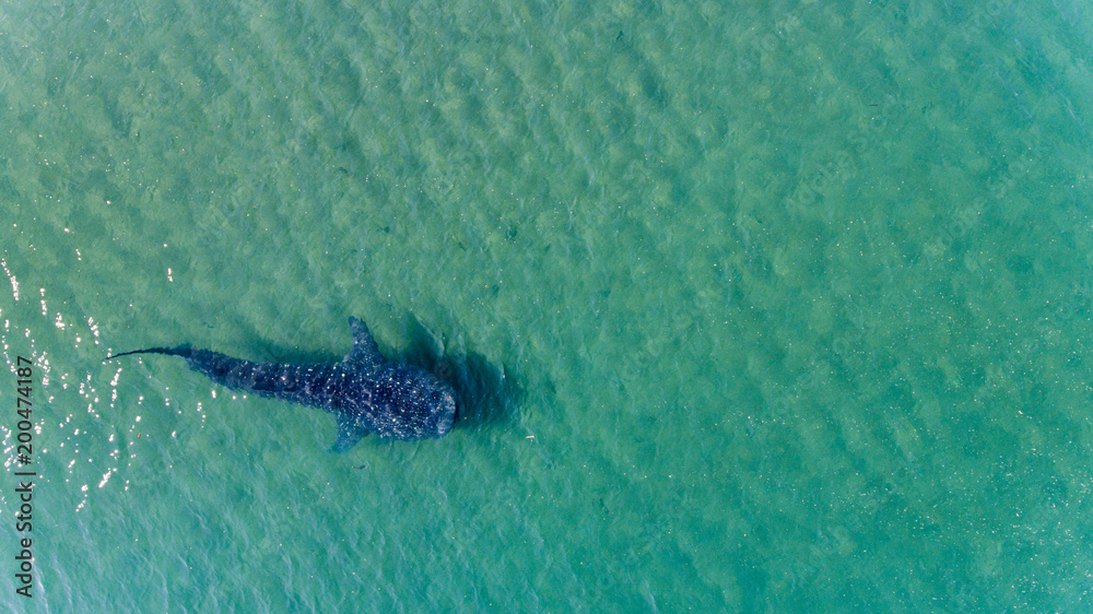 Naklejka premium Whale Shark (rhincodon typus), the biggest fish in the ocean, a huge gentle plankton filterer giant, swimming near the surface. La Paz Baja California sur, Mexico.
