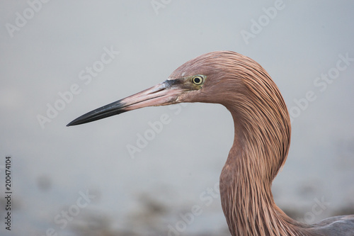 Profile of a reddish egret on a cloudy day