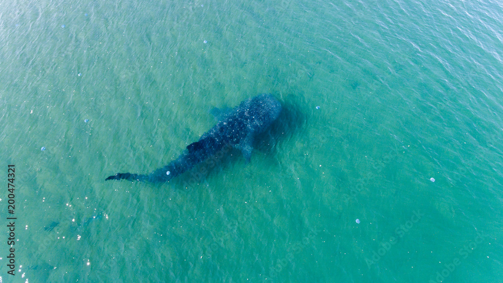 Fototapeta premium Whale Shark (rhincodon typus), the biggest fish in the ocean, a huge gentle plankton filterer giant, swimming near the surface. La Paz Baja California sur, Mexico.