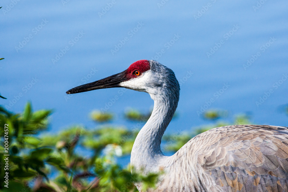 Profile of a Florida sand hill crane