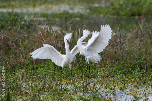 Two snowy egrets defending their territory in the marsh