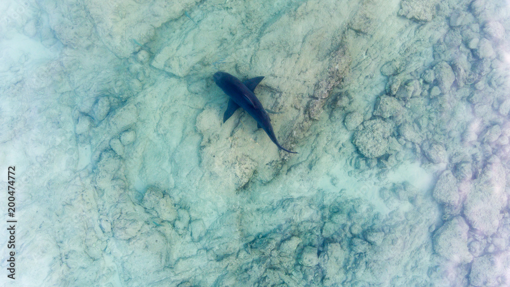 Fototapeta premium Aerial shots of a bull shark, cabo pulmo national park, Mexico