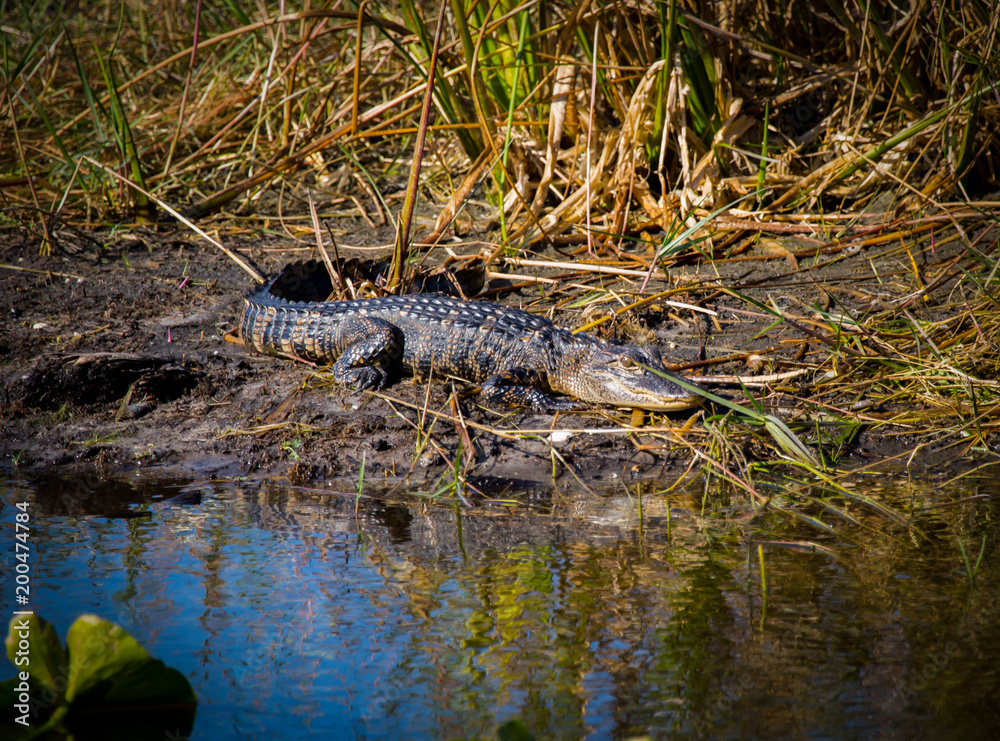 Teenage Alligator In The Mud