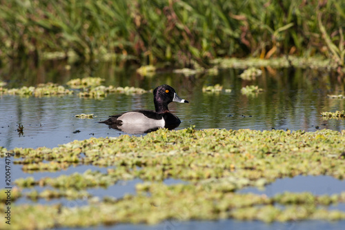 Male ring-necked duck in the flora filled marsh