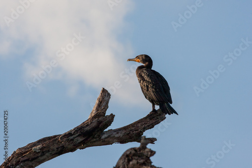 Double-crested cormorant perched atop a dead tree gazing into the distance
