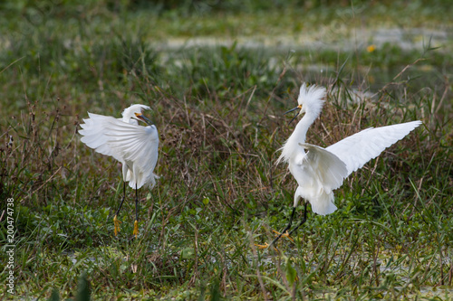 Two snowy egrets defending their territory in the marsh