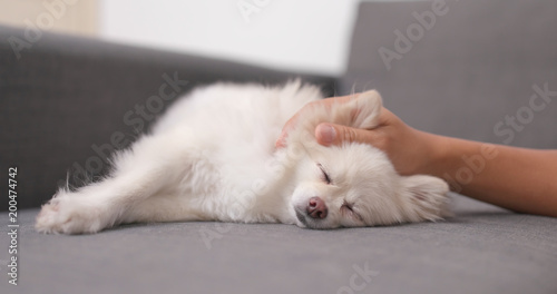 Pet owner massaging on her dog on sofa