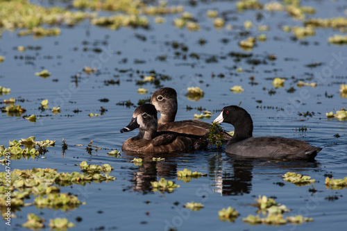 Two female ring-necked ducks and a moorhen gathering flora in the marsh