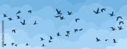 Flight of birds in the sky.