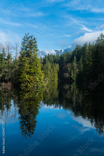 Tree reflecting in calm water of quiet peaceful lake in front of snow covered mountains in forest