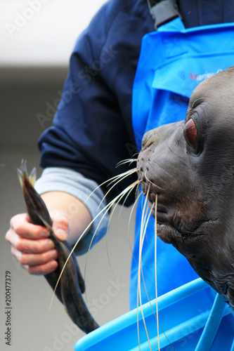 新潟市水族館 マリンピア日本海のトドさん