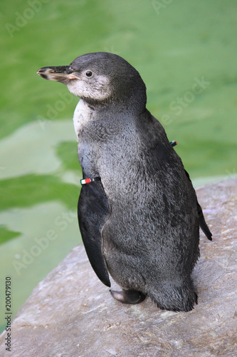 最速 ペンギン 種類 日本