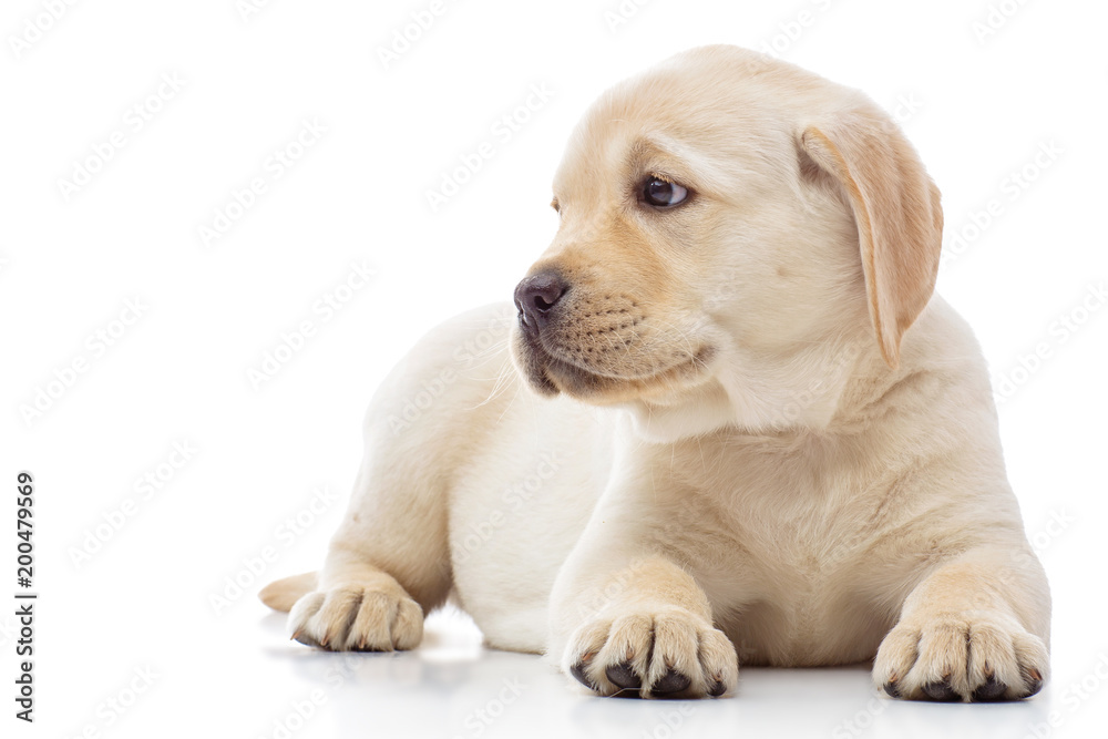 Labrador puppy isolated on white