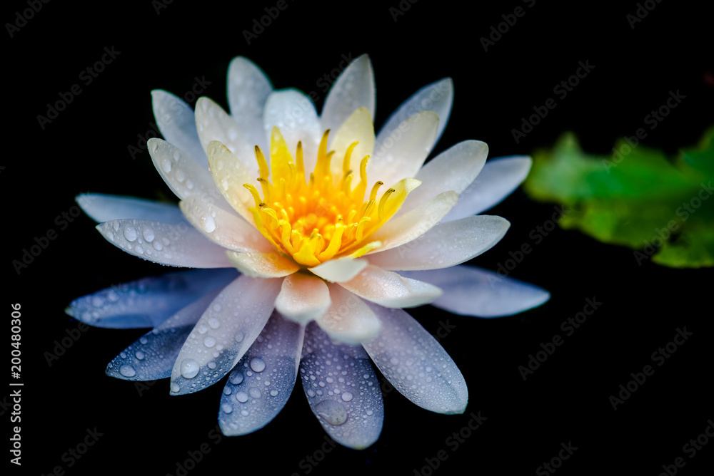 Beautiful water Lilly.