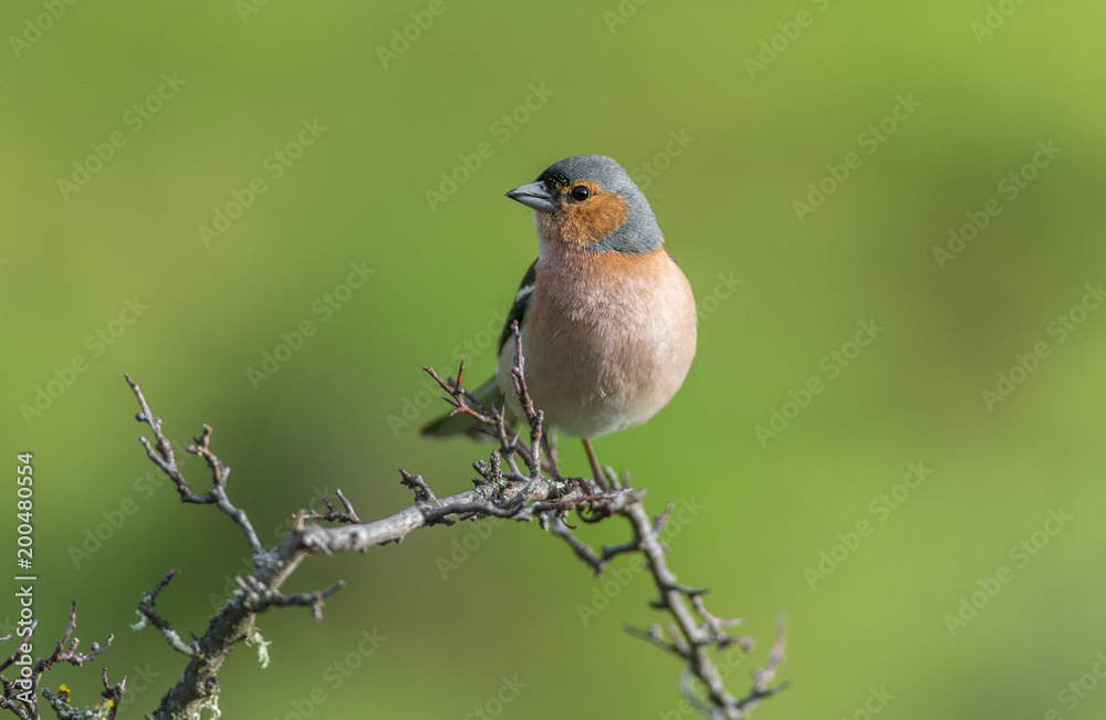 Fringilla coelebs common chaffinch