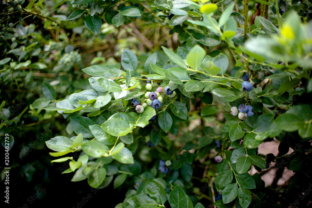 Fresh blueberrys on the branch on a blueberry field farm green and ripe Fresh blueberrys on the branch on a blueberry field farm green and ripe