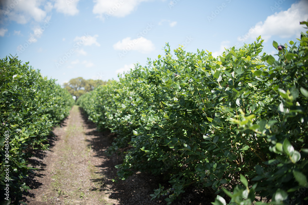 Field of blueberries, row of bushes with future berries against the blue sky. Farm with berries in sunny Florida.