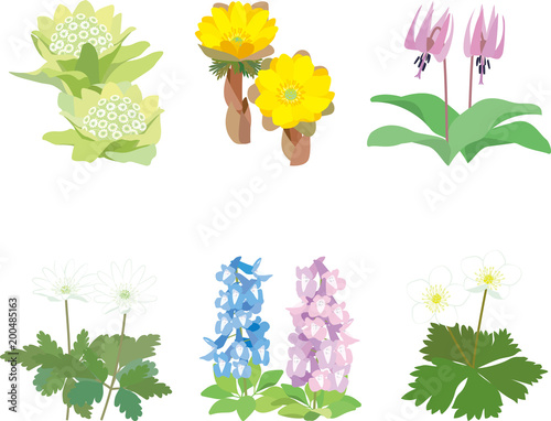 野の花