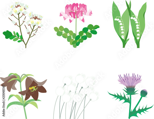 Fototapeta Naklejka Na Ścianę i Meble -  野の花