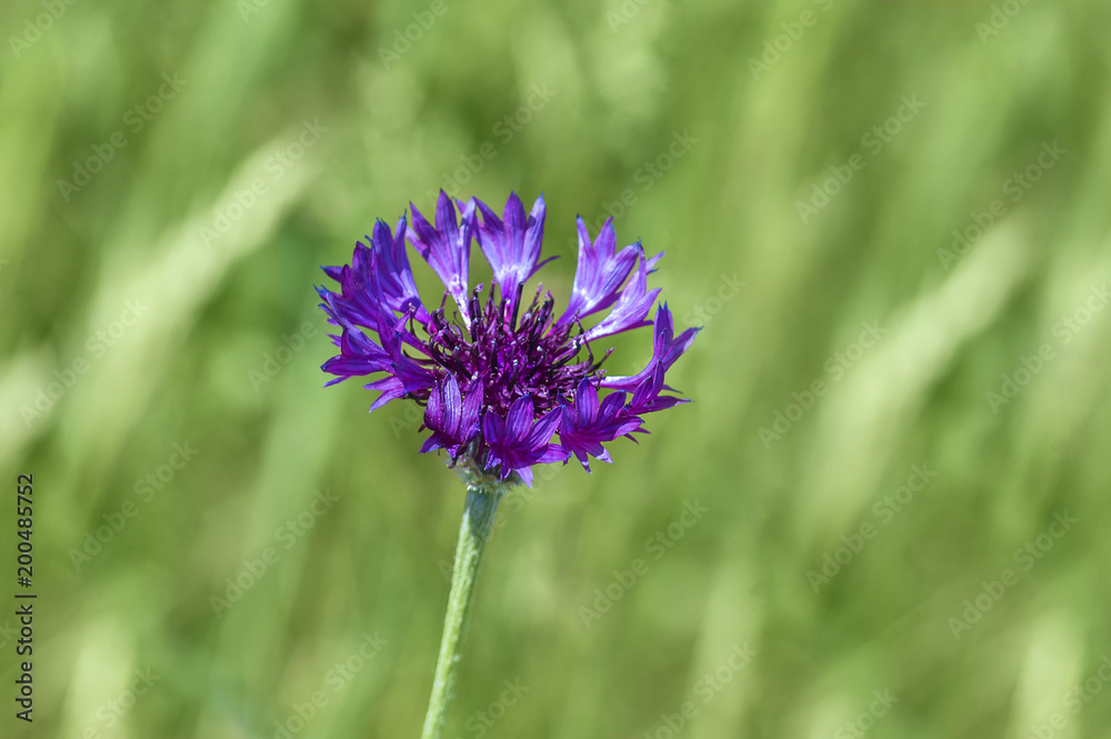 Field cornflower in summer, on a blurred green background of grass and vegetation Field cornflower in summer, on a blurred green background of grass and vegetation