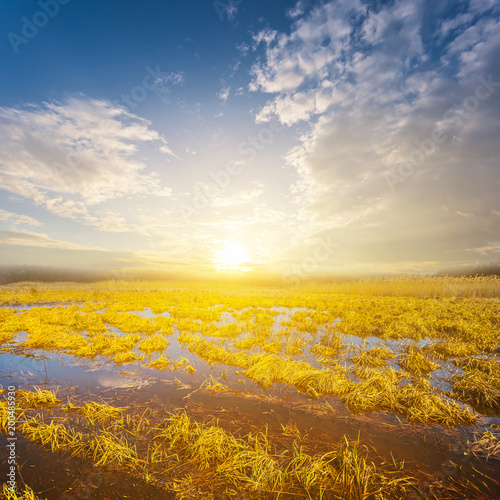 spring prairie in a water at the sunset