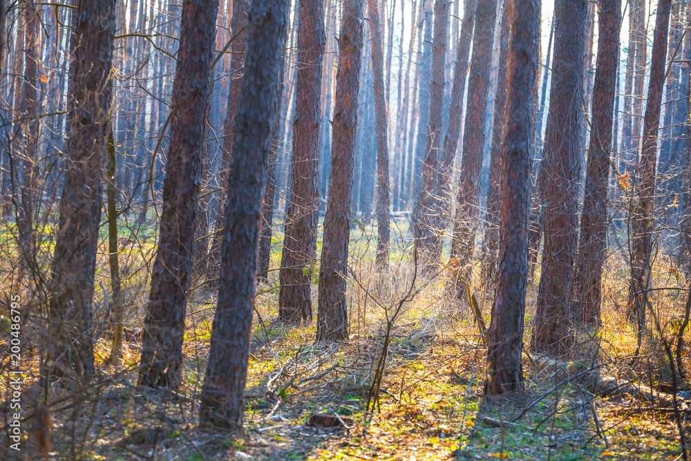 closeup pine forest in a blue mist