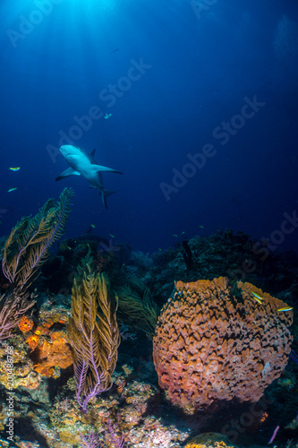 Carribbean reef shark over sponge photo