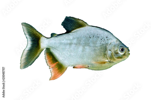 Fototapeta Naklejka Na Ścianę i Meble -  Predatory fish piranha (Pygocentrus nattereri)