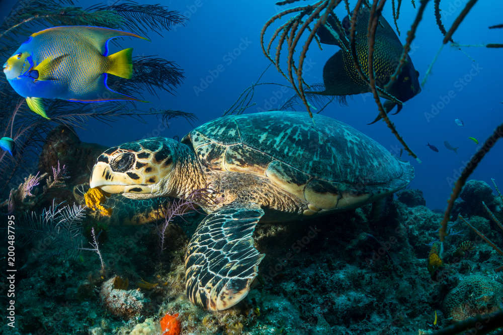 Hawksbill turtle Bahamas