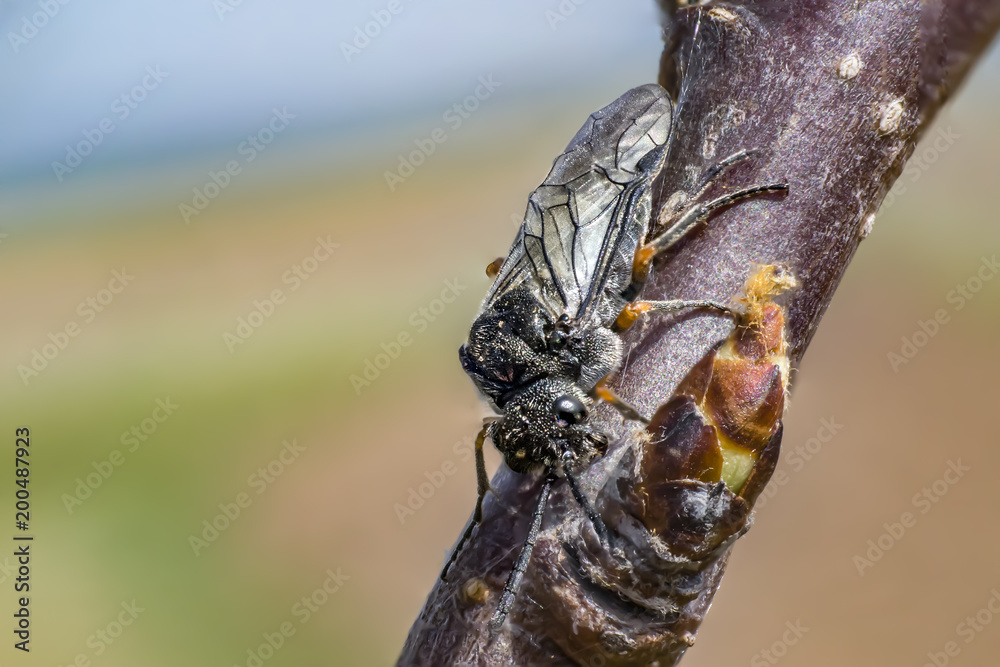 fly bug when eating of blossom bud in spring time