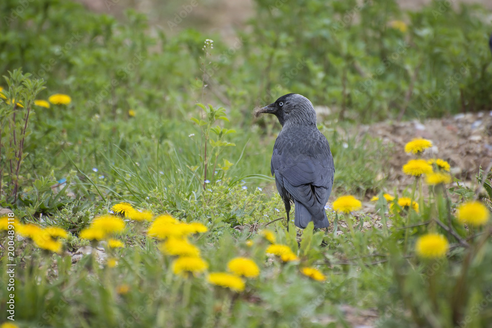 Obraz premium Corvus monedula, The western jackdaw