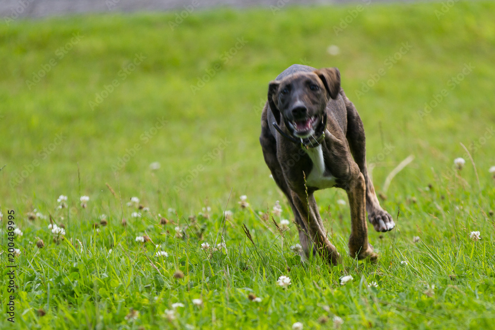 Greyhound Greyhound