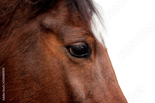 Horse close-up