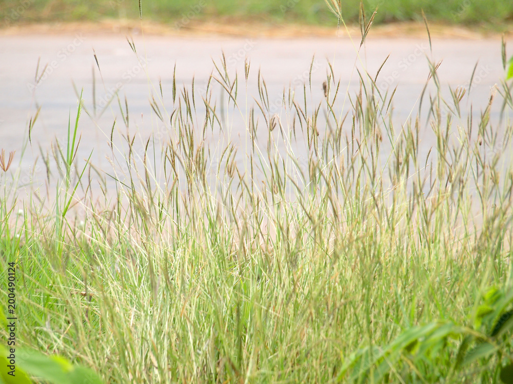 Fototapeta premium grassland background