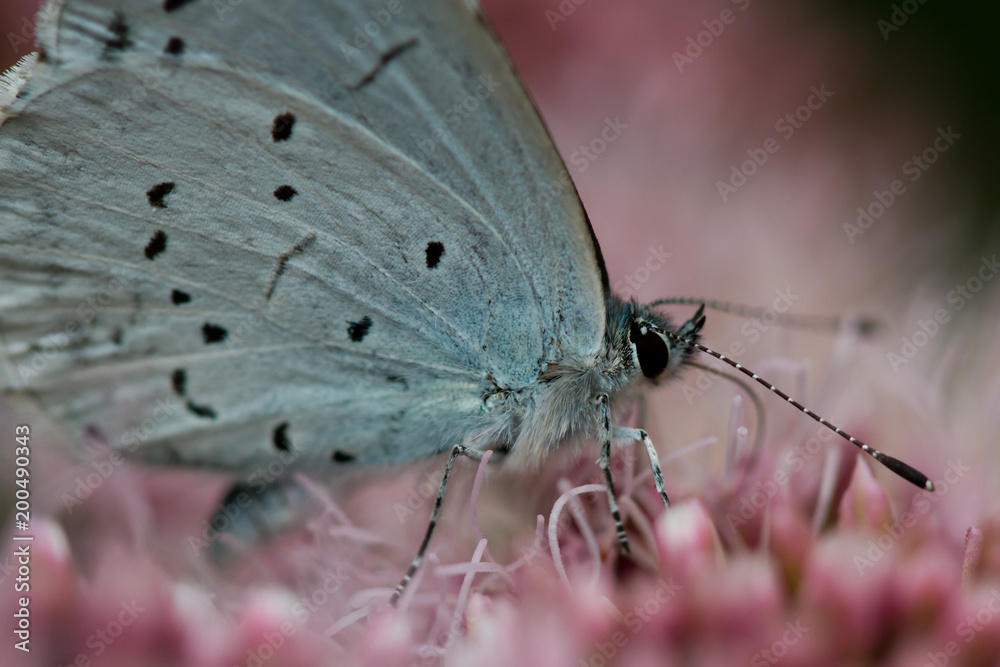 Obraz premium Butterfly