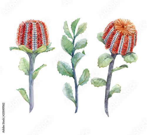 Watercolor australian banksia floral set photo