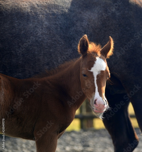 tired, cute sorrel foal standing next to it`s mother looking tired photo