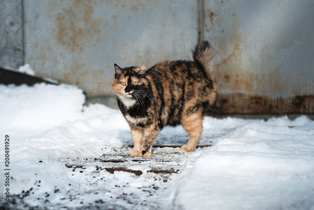 wild cat in the snow