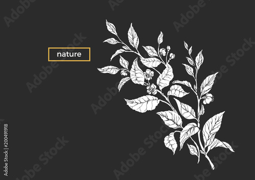 Vector tropical template of tea bush