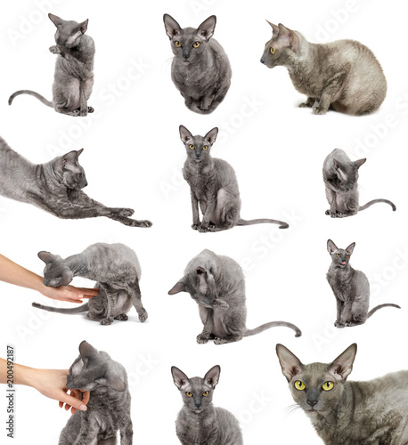 set of different Oriental shorthair cat sitting and watching, gray animal pet, domestic kitty, purebred Cornish Rex. Isolated on white background. Woman hand
