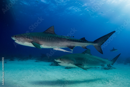 Two tiger sharks Bahamas