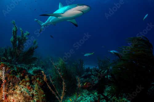 Caribbean reef shark over reef © hakbak