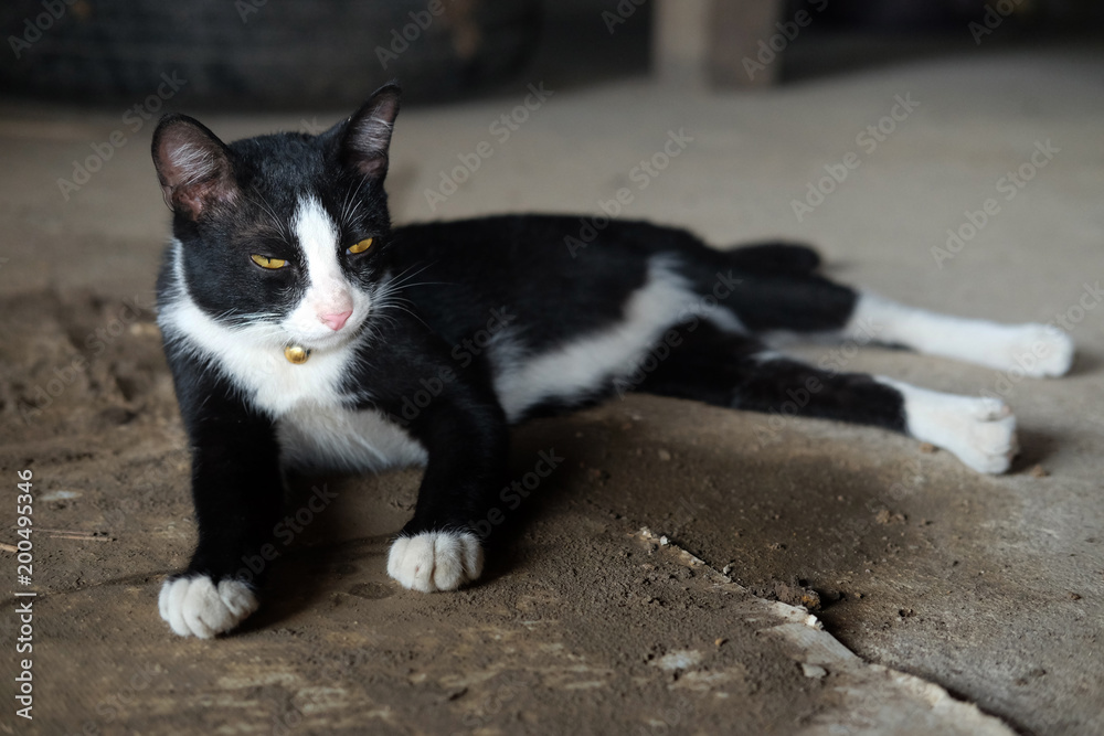 the kittten black and white is sleep at home. the kittten black and white is sleep at home.