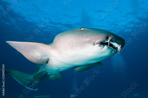 Nurse shark bahamas bimini © hakbak