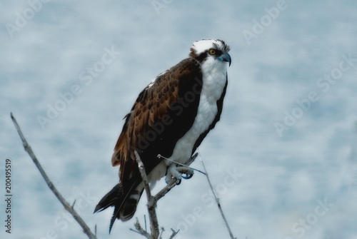 OSPREY ON WATCH