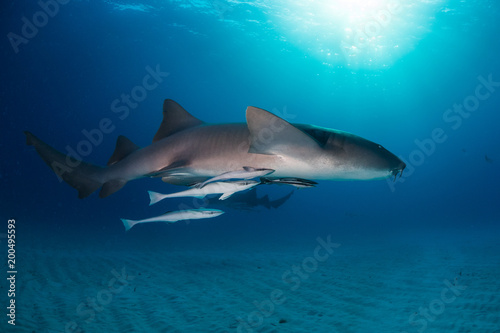 Nurse shark bahamas bimini photo