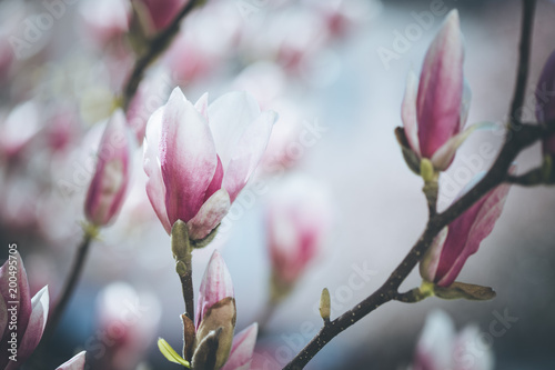 Rosa Magnolienblüten im Frühling 