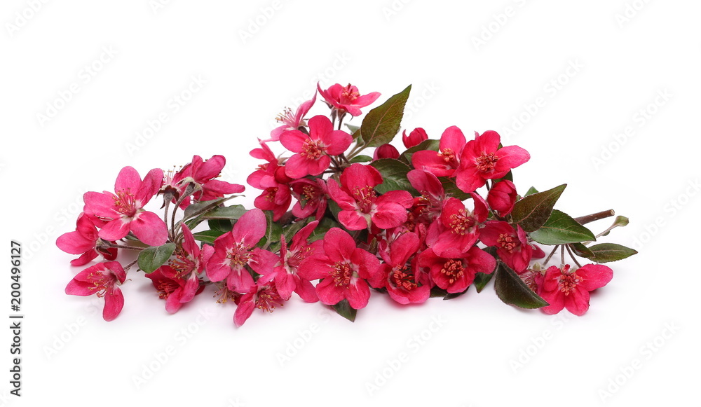 Wild apple flowers blooming with branch isolated on white background Wild apple flowers blooming with branch isolated on white background