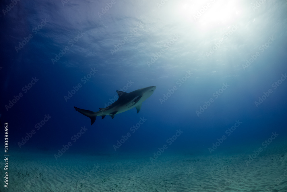 Bull shark Bahamas Bimini Bull shark Bahamas Bimini
