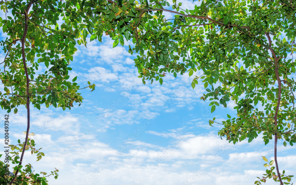 Obraz premium sky and plants